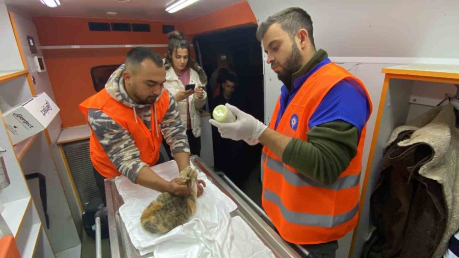 Antalya Büyükşehir Belediyesi Veterinerleri Gaziantep’te