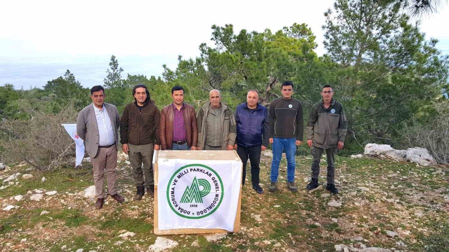 Yaban Keçisi Özgürlüğe Böyle Zıpladı