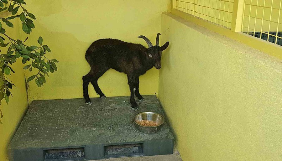 Yaban Keçisi Özgürlüğe Böyle Zıpladı