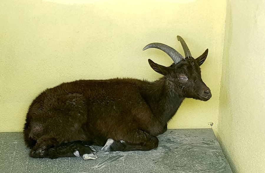 Yaban Keçisi Özgürlüğe Böyle Zıpladı