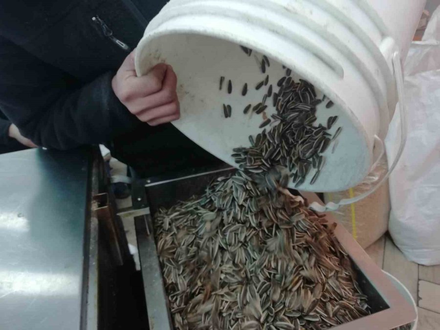 Taze Çekirdeğin Kokusunu Duyan Geliyor