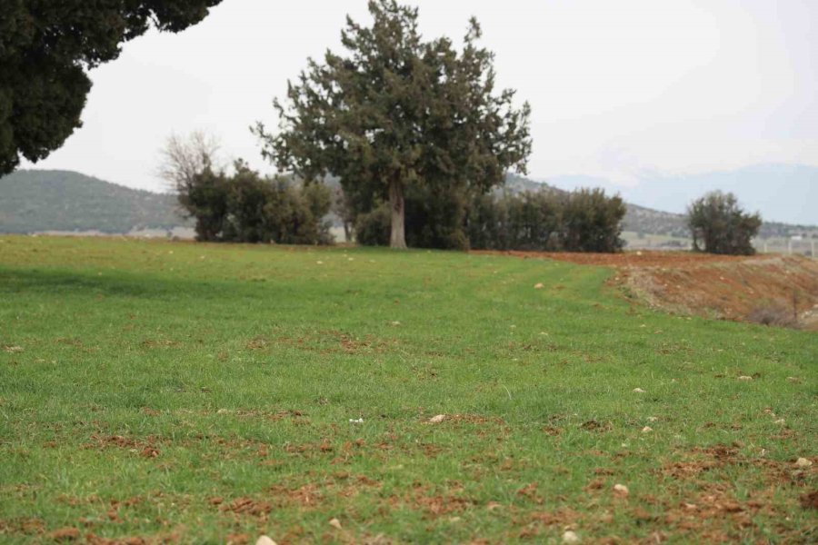 Ata Tohumu Desteği İle Ekilemeyen Alanlar Tarıma Kazandırılıyor