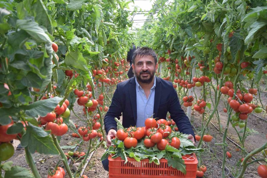 Yerli Ve Milli Tohumdan Üretilen Domatesler Çiftçiye Tanıtıldı