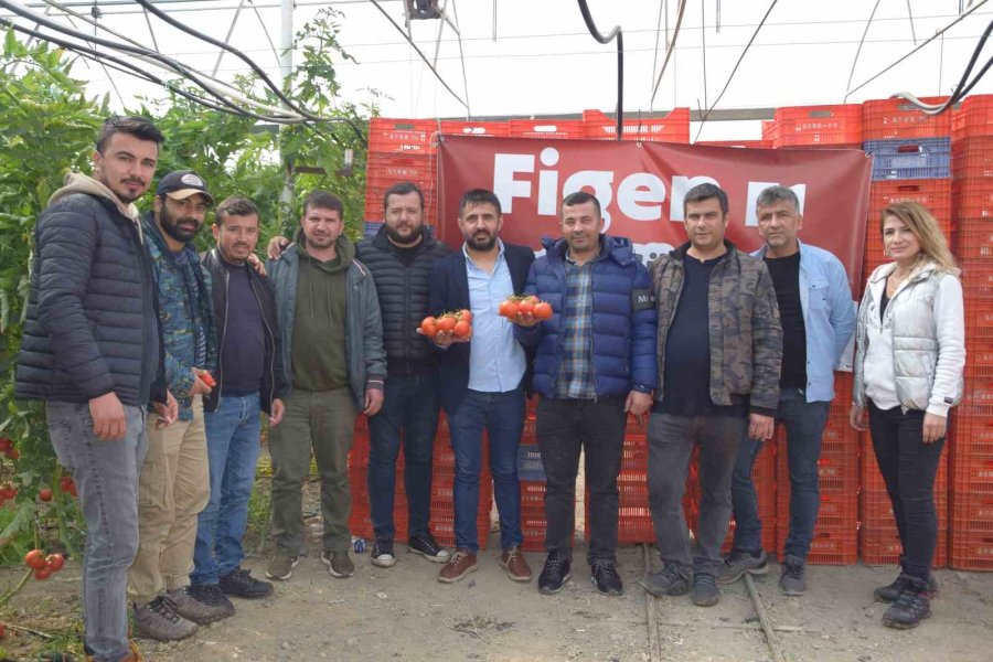 Yerli Ve Milli Tohumdan Üretilen Domatesler Çiftçiye Tanıtıldı