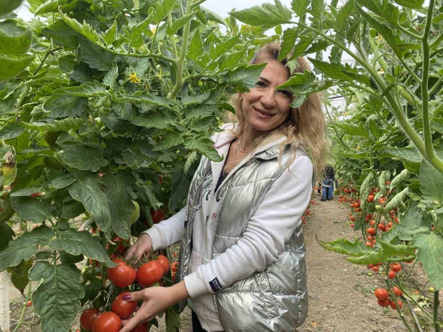 Yerli Ve Milli Tohumdan Üretilen Domatesler Çiftçiye Tanıtıldı