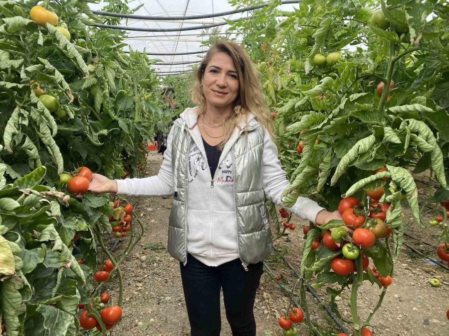 Yerli Ve Milli Tohumdan Üretilen Domatesler Çiftçiye Tanıtıldı