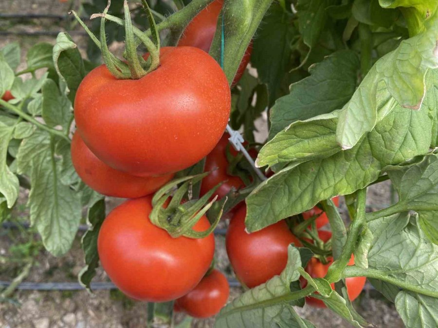 Yerli Ve Milli Tohumdan Üretilen Domatesler Çiftçiye Tanıtıldı