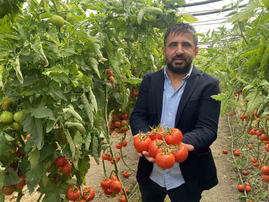 Yerli Ve Milli Tohumdan Üretilen Domatesler Çiftçiye Tanıtıldı