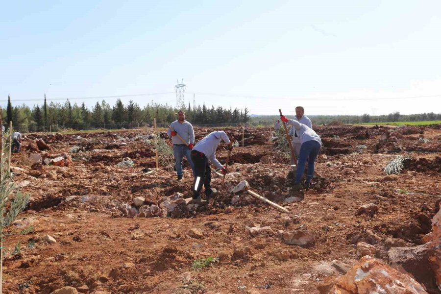 Tütüncü: “zeytin, Gelecek Demek”