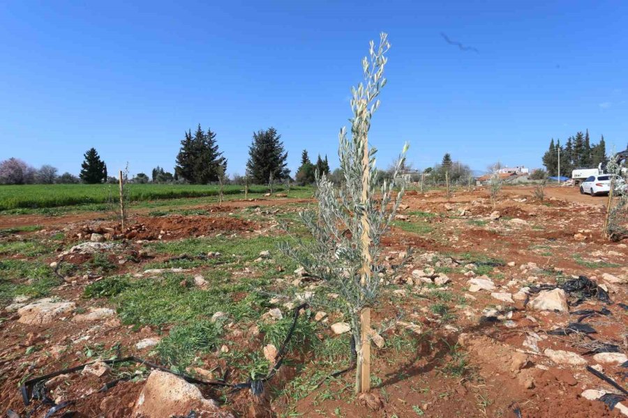 Tütüncü: “zeytin, Gelecek Demek”