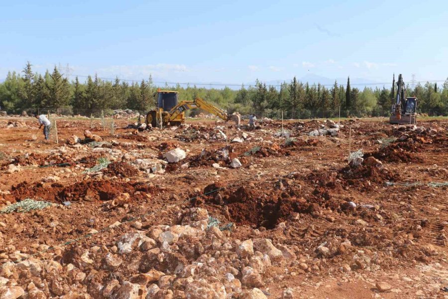 Tütüncü: “zeytin, Gelecek Demek”