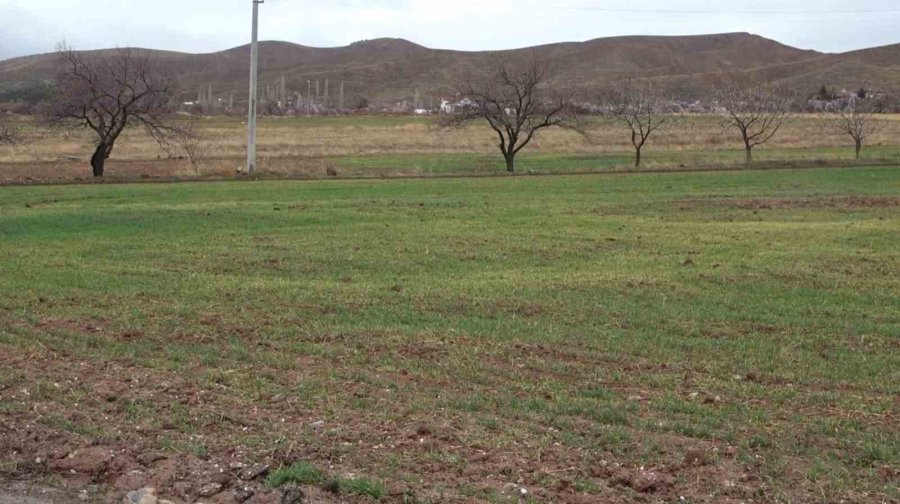 Aksaray’daki Yağmur Yağışı Üreticilerin Yüzünü Güldürdü