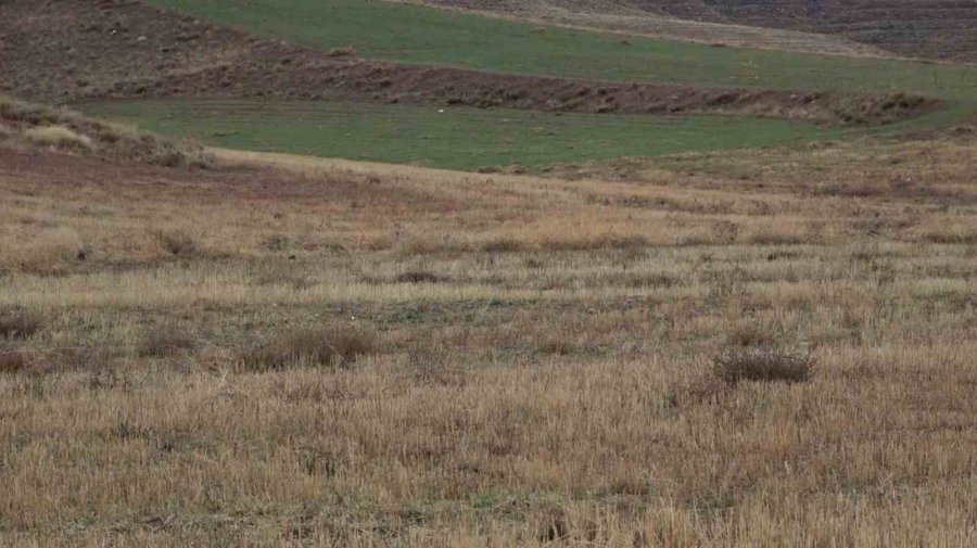 Aksaray’daki Yağmur Yağışı Üreticilerin Yüzünü Güldürdü