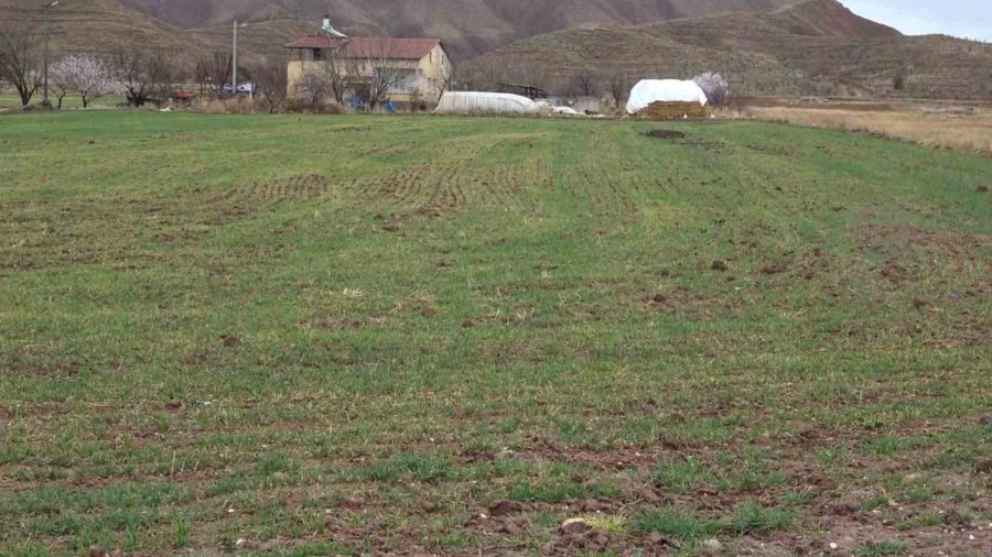 Aksaray’daki Yağmur Yağışı Üreticilerin Yüzünü Güldürdü