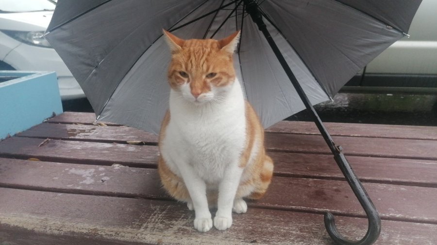 Yağmurda Islanmasın Diye Şemsiyesini Kedinin Üzerine Açıp Gitti