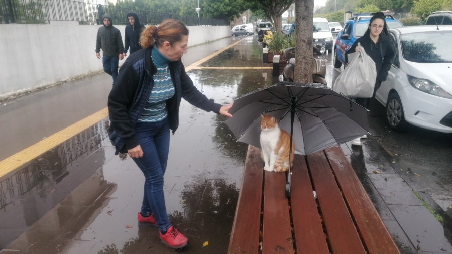 Yağmurda Islanmasın Diye Şemsiyesini Kedinin Üzerine Açıp Gitti