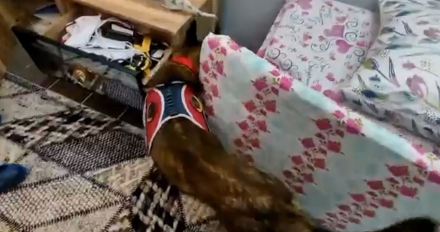 Detektör Köpekle Yapılan Operasyonda Sobanın İçinden Uyuşturucu Çıktı