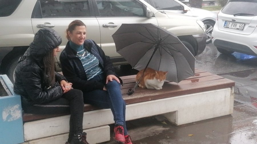 Yağmurda Islanmasın Diye Şemsiyesini Kedinin Üzerine Açıp Gitti
