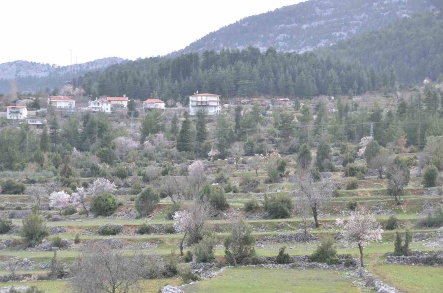 Güneşe Aldanan Badem Ağaçları Erken Çiçek Açtı