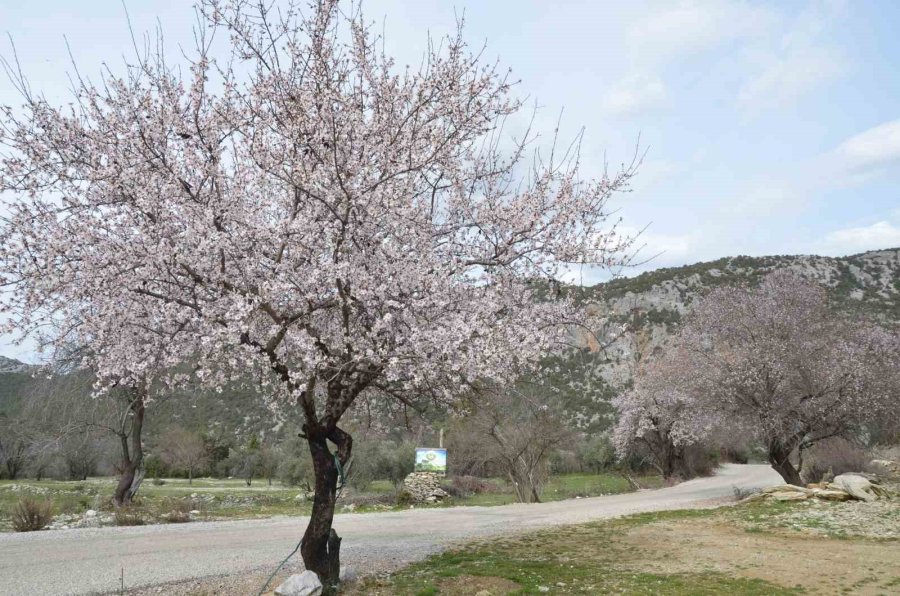 Güneşe Aldanan Badem Ağaçları Erken Çiçek Açtı