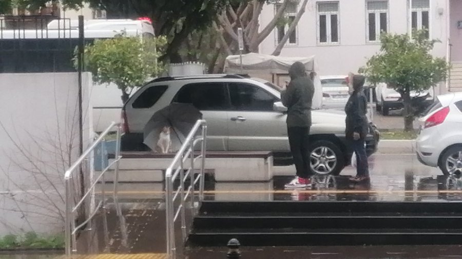 Yağmurda Islanmasın Diye Şemsiyesini Kedinin Üzerine Açıp Gitti