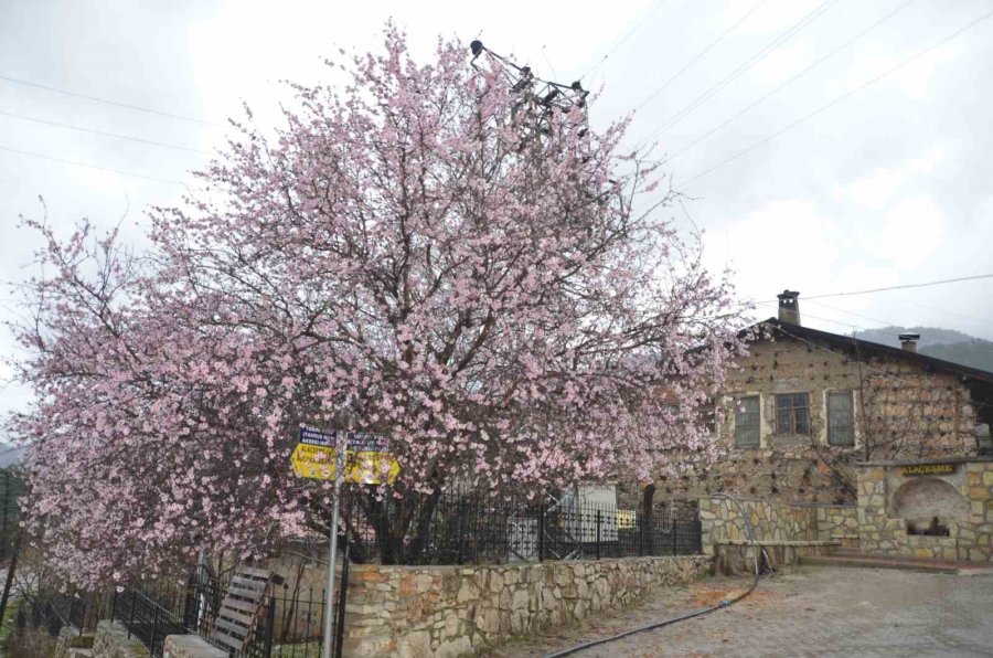Güneşe Aldanan Badem Ağaçları Erken Çiçek Açtı
