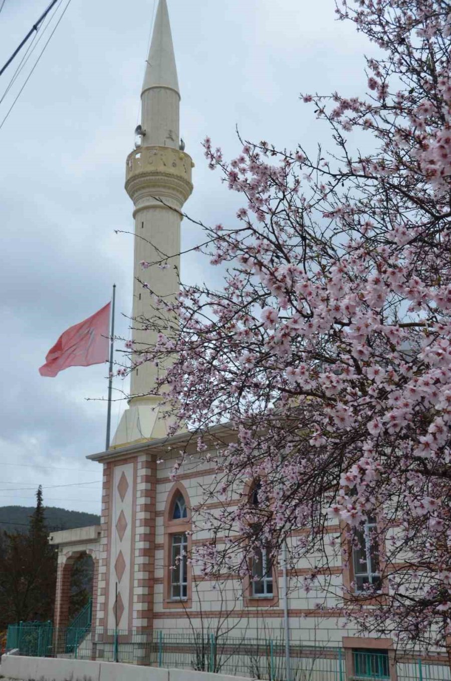 Güneşe Aldanan Badem Ağaçları Erken Çiçek Açtı