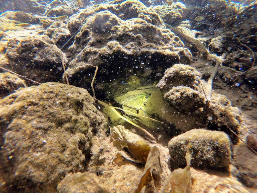 Antalya’nın Göbeğinde 35 Metre Derinlikteki Obrukta Çok Sayıda Tatlı Su Canlısı Tespit Edildi