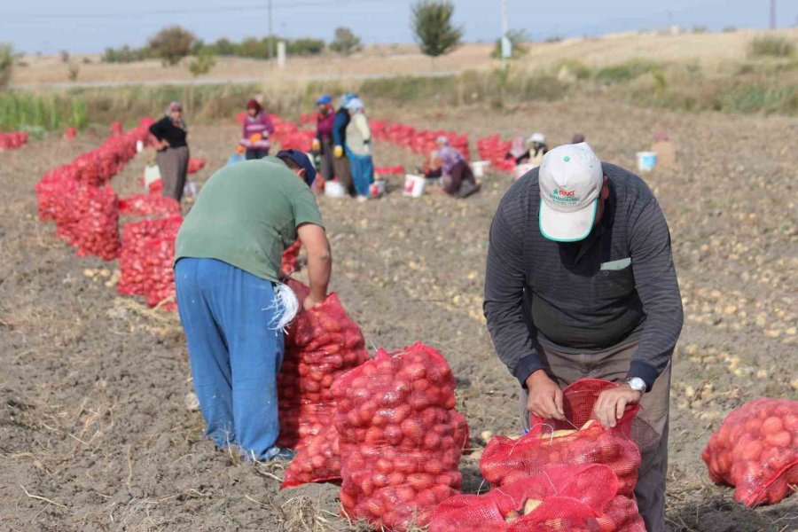 Hüyük’te Tarımsal İşçilerin Günlük Yevmiyeleri Belli Oldu