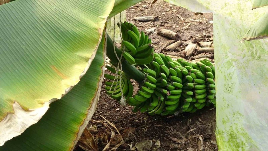 Hortum Muz Serasını Vurdu, 5 Dönümlük Alan Savaş Meydanını Aratmadı