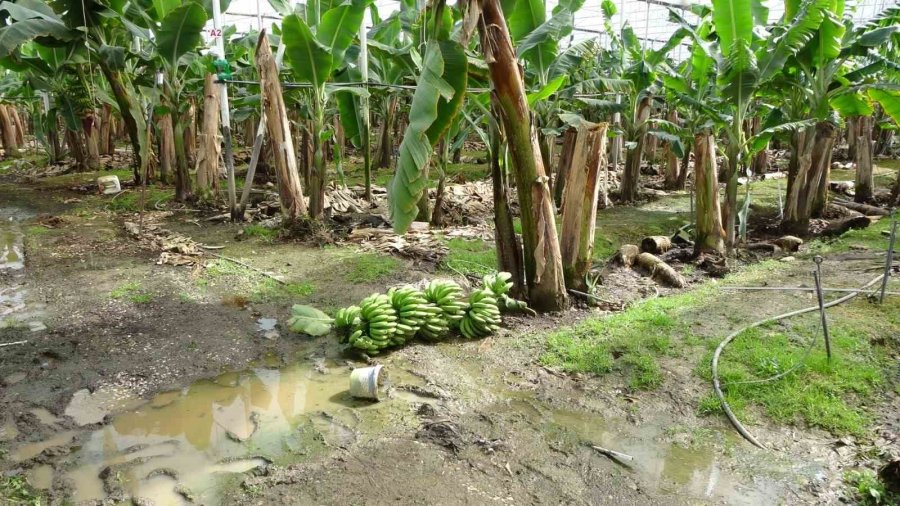 Hortum Muz Serasını Vurdu, 5 Dönümlük Alan Savaş Meydanını Aratmadı