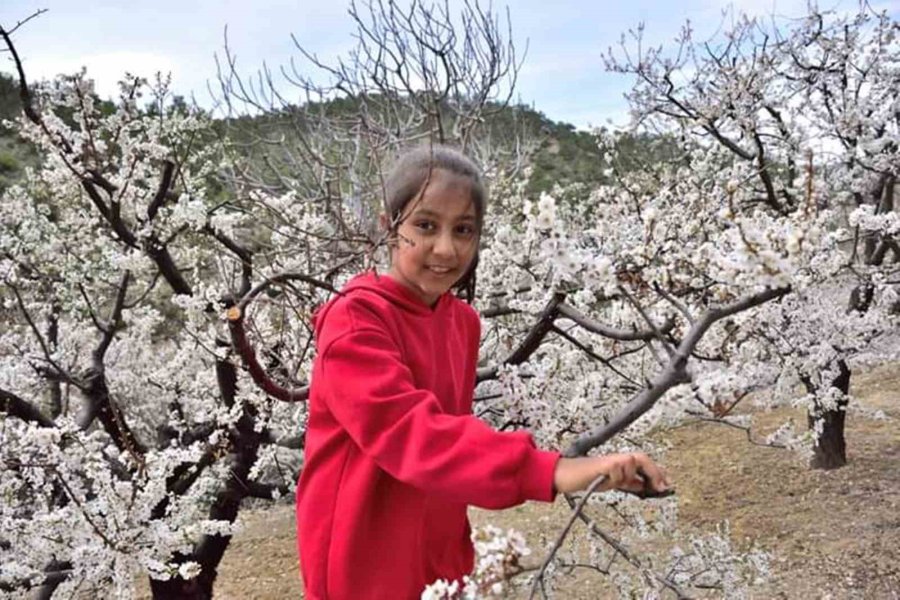 Sofralık Kayısının Üretim Merkezi Mersin’de Ağaçlar Gelinliğini Giydi