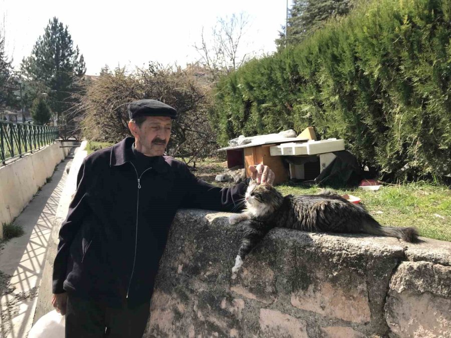 Komşularının İstemediği Kedileri İçin Parka Ev Yaptı