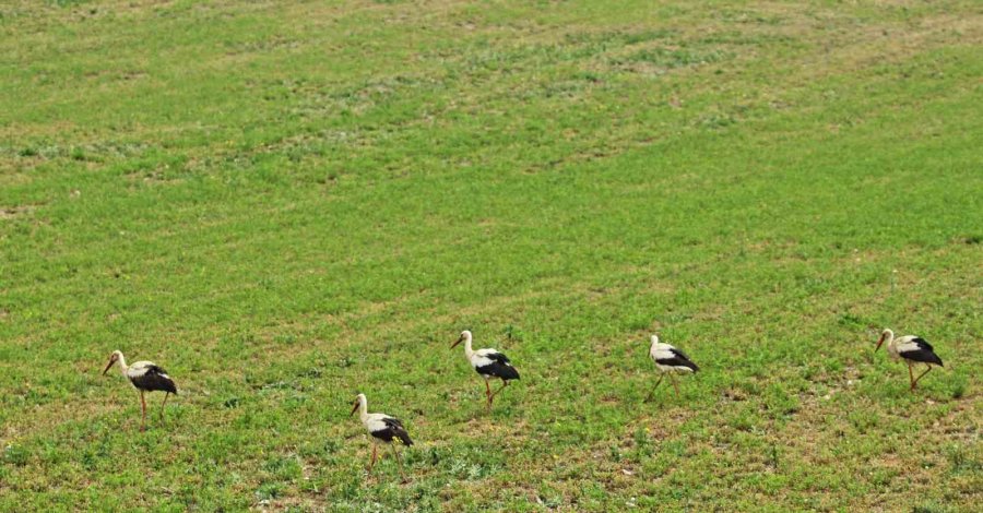 İlkbaharın Müjdecileri Eskişehir’de