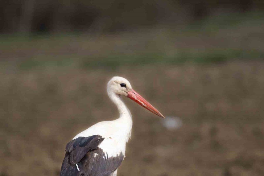 İlkbaharın Müjdecileri Eskişehir’de