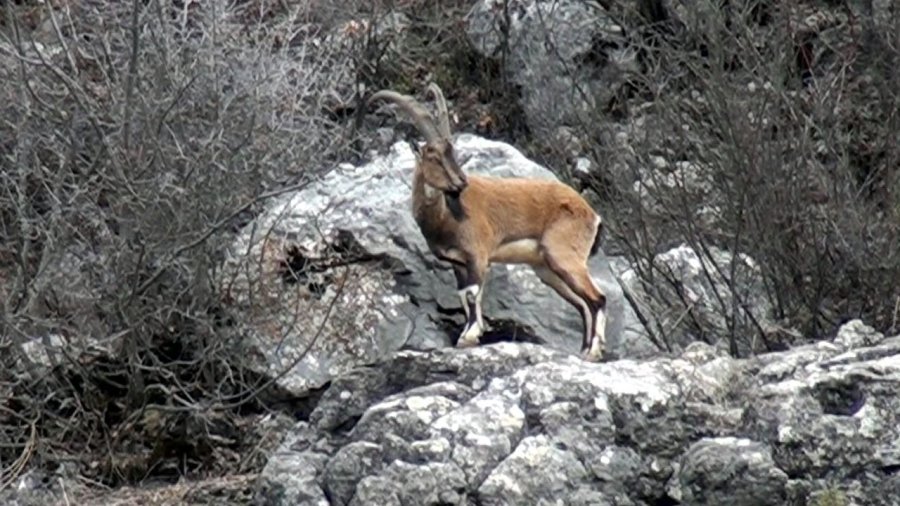 Antalya’da Mahallelinin Ürkek Misafirleri
