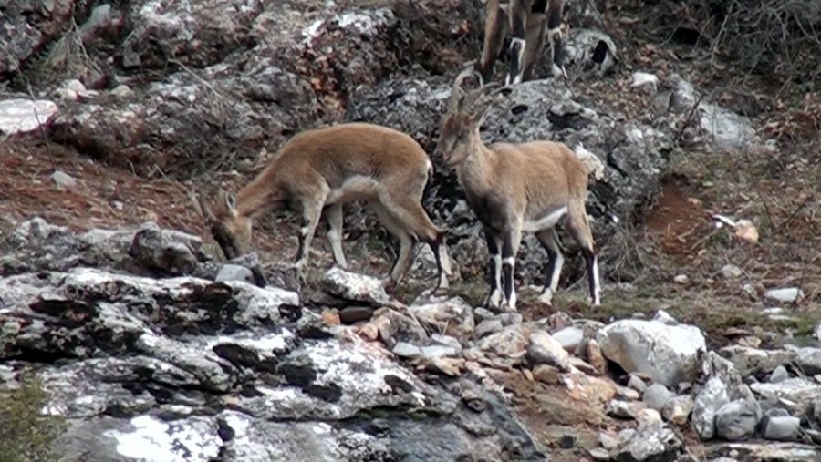 Antalya’da Mahallelinin Ürkek Misafirleri