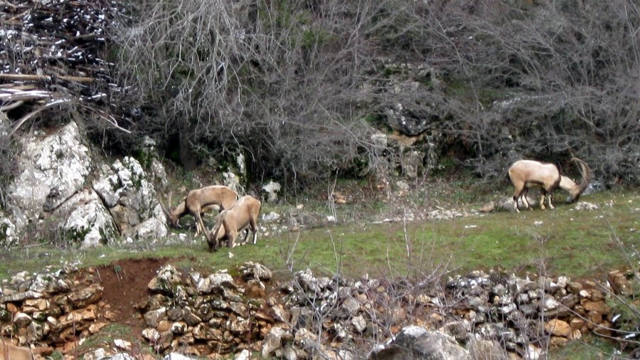 Antalya’da Mahallelinin Ürkek Misafirleri