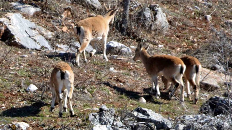 Antalya’da Mahallelinin Ürkek Misafirleri