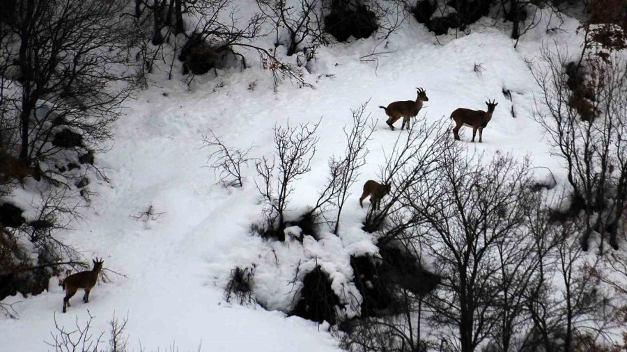 Antalya’da Mahallelinin Ürkek Misafirleri