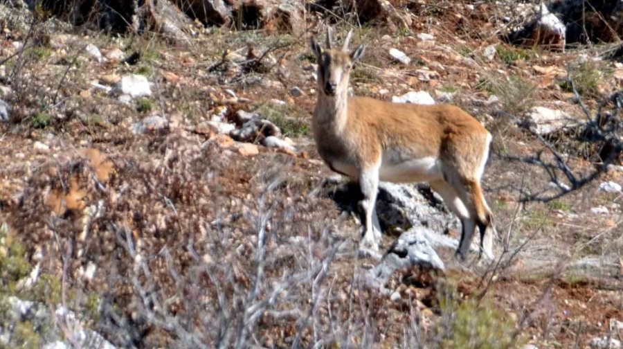 Antalya’da Mahallelinin Ürkek Misafirleri