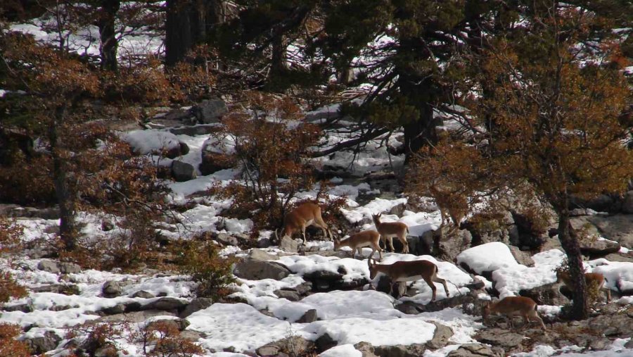 Antalya’da Mahallelinin Ürkek Misafirleri