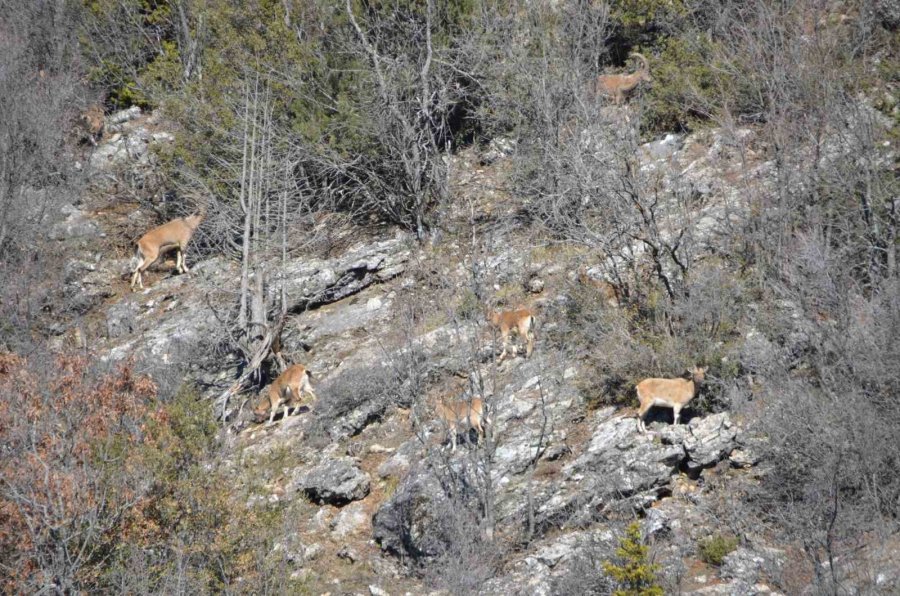 Antalya’da Mahallelinin Ürkek Misafirleri