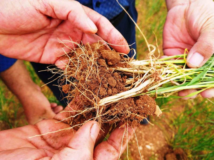 Tahıl Ambarı Konya Ovası’nda Yağışlarla Rekolte Beklentisi Arttı