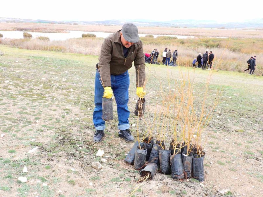 Kuluçkaya Yatan Kuşlar İçin 125 Söğüt Fidanı Dikildi