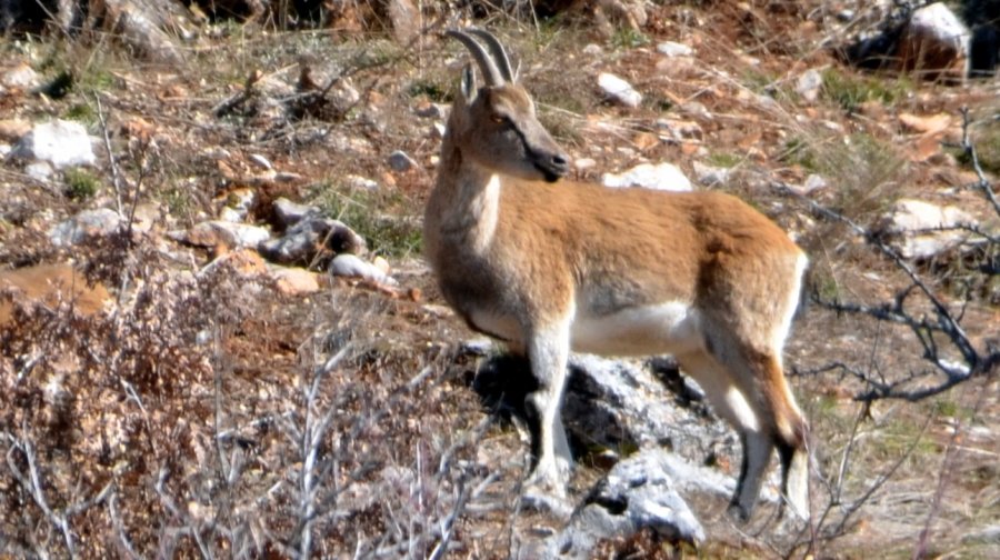 Antalya’da Mahallelinin Ürkek Misafirleri