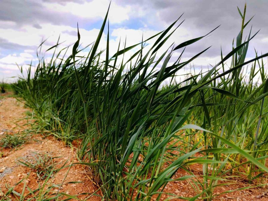 Tahıl Ambarı Konya Ovası’nda Yağışlarla Rekolte Beklentisi Arttı
