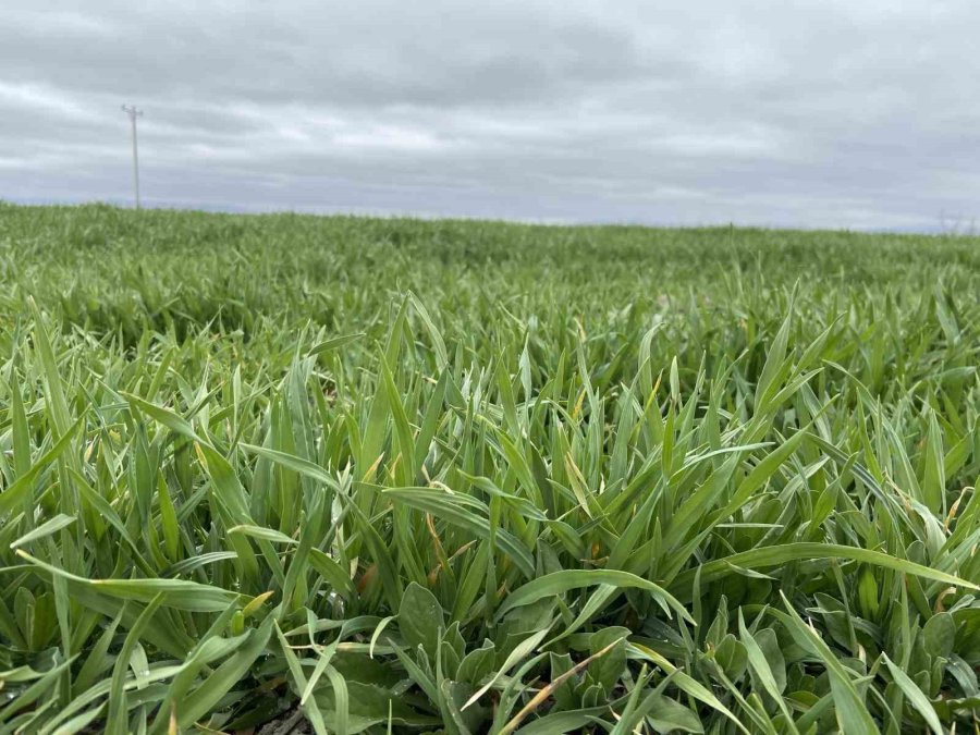 Tahıl Ambarı Konya Ovası’nda Yağışlarla Rekolte Beklentisi Arttı
