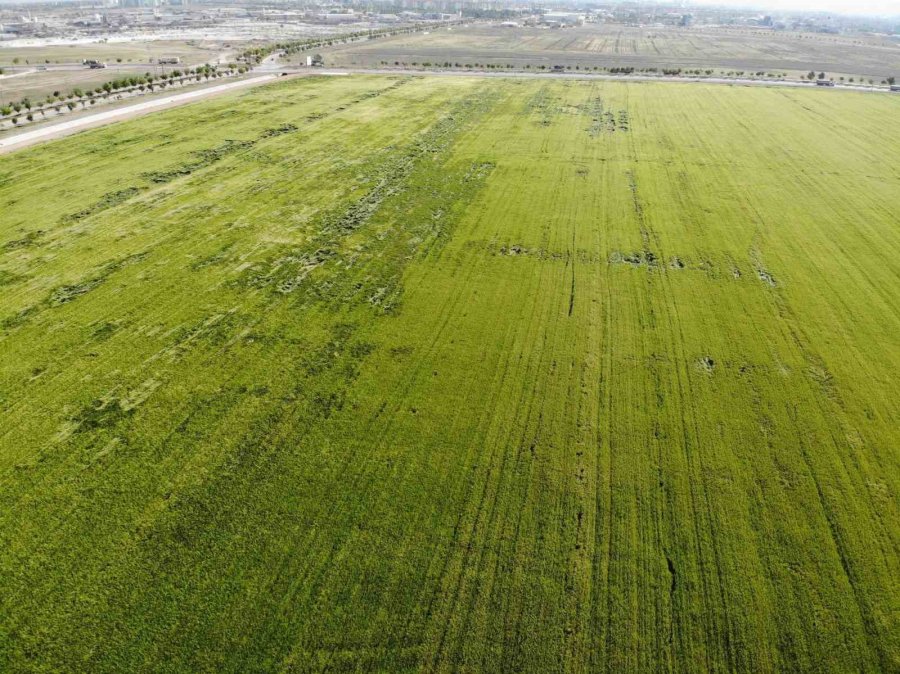 Tahıl Ambarı Konya Ovası’nda Yağışlarla Rekolte Beklentisi Arttı