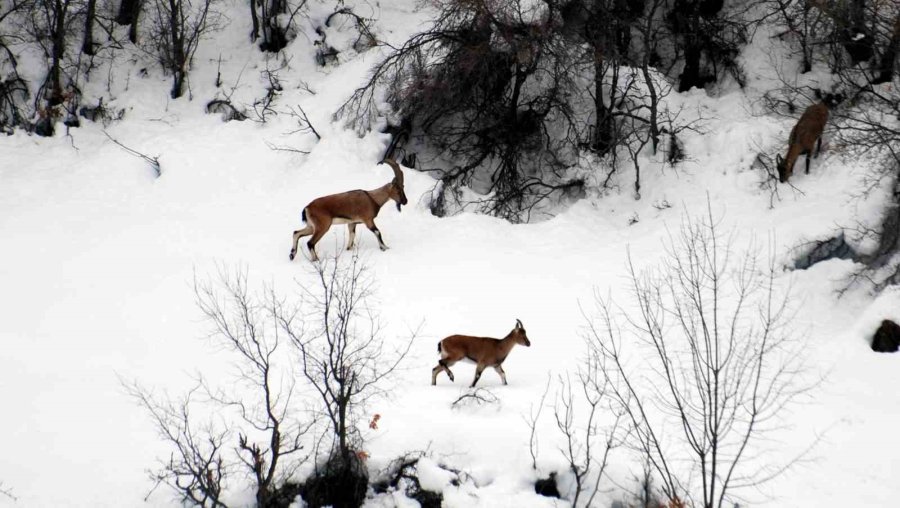 Antalya’da Mahallelinin Ürkek Misafirleri
